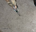 IMG_5984